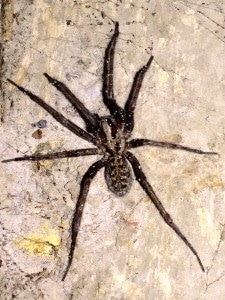 Tegenaria-Gigantea-Spider-Exterminator