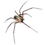 Brown-Recluse-Spider-Exterminator