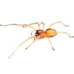 Yellow-Spider-Pest-Control-Medford