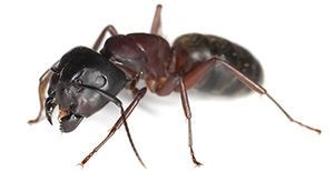Pest Control Carpenter Ants