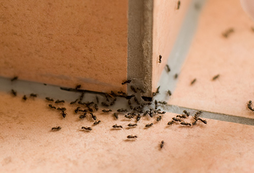 Pest Control House Ants