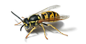 Pest Control Wasps