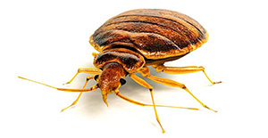Pest Control Bed Bugs