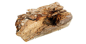 Pest Control Wood Fungi