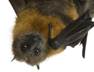 Pest Control Bats