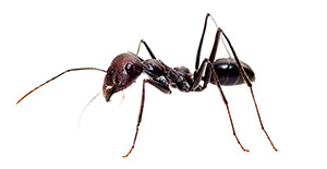 Pest Control Small Ants
