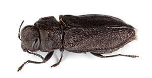 Pest Control Wood Beetles