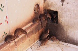 Rat Elimination Involves Preventing Access