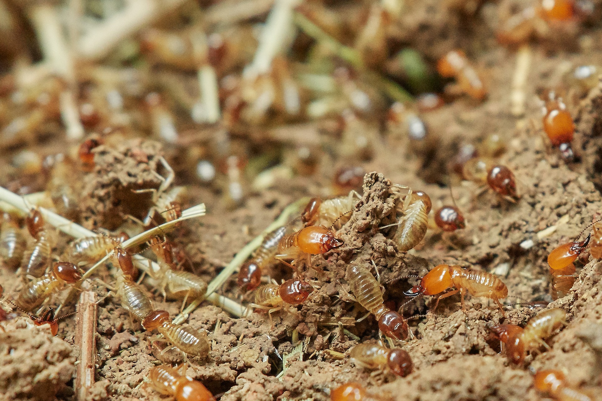 Eliminate Termites In Oregon Homes All Natural Pest Elimination