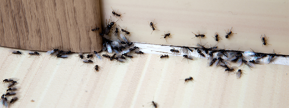 Ant Pest Control in Oregon